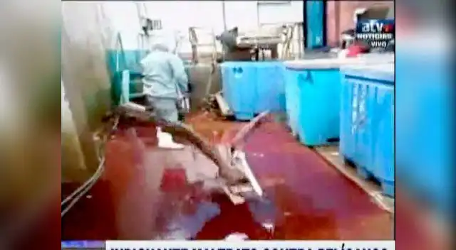 Animales habrían estado buscando comida