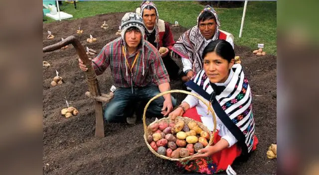 Una campesina muestra y variedad de papá del Perú