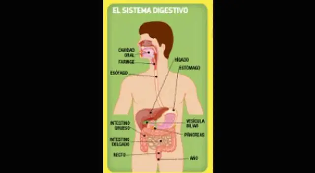 Sistema Digestivo.
