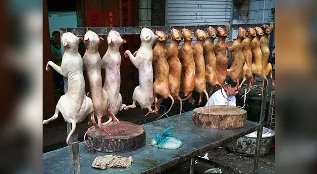 Sacrificados de manera cruenta, las canes terminan colgados. 