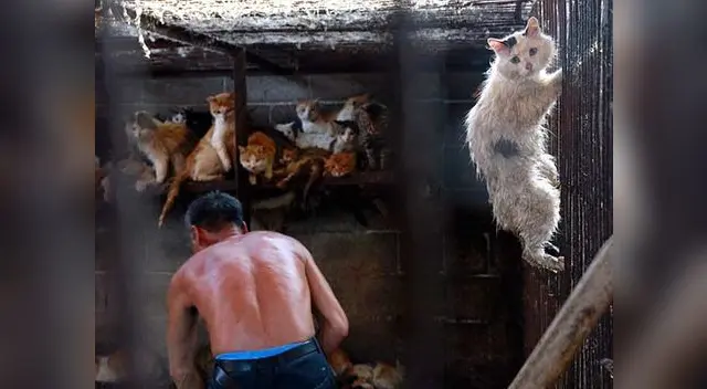 Los gatos son sometidos a agua y electricidad para ser sacrificados.