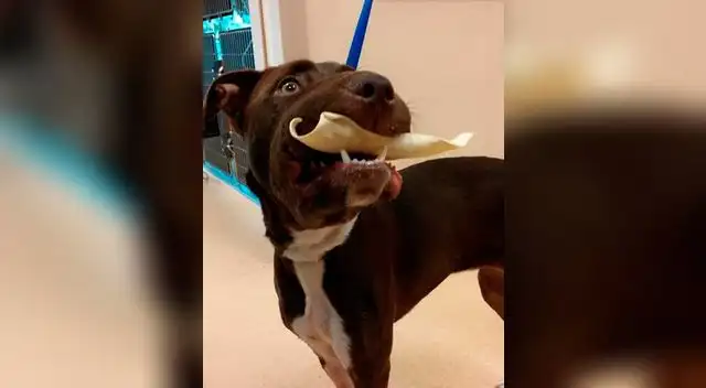 De a pocos ya puede ingerir alimentos. Aún necesita más tratamiento.