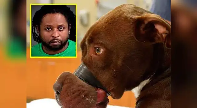 Cinta aislante causó que perrita Caitlyn no pudiera comer. Casi pierde su lengua.