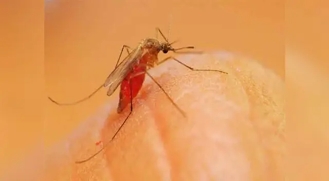 Cuídense de este insecto. Cuídense de este insecto.