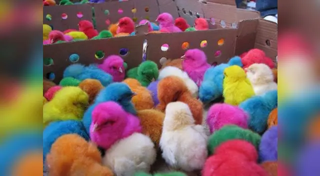 Abuso animal no tiene cuando parar. Abuso animal no tiene cuando parar.