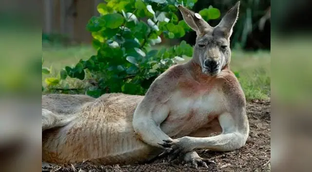 Sus fotos son un furor en las redes sociales. Sus fotos son un furor en las redes sociales.