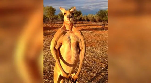 Se han hecho programas especiales sobre la crianza de este singular animal. Se han hecho programas especiales sobre la crianza de este singular animal.