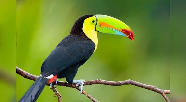 Los animales vertebrados.