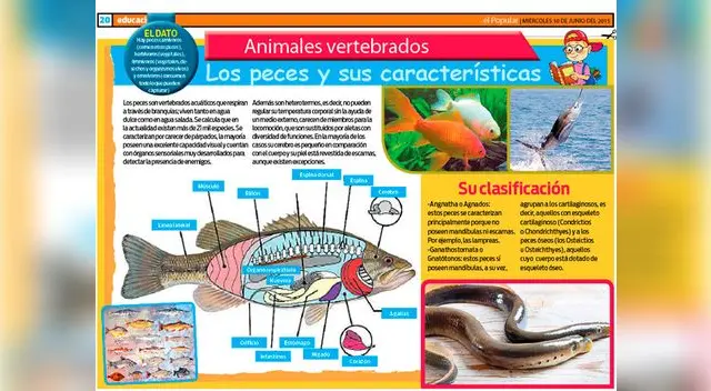 Los peces y sus características. Los peces y sus características.