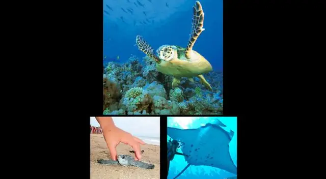 'Amigos del mar Perú' buscan sensibilizar a la población sobre el cuidado del mar 'Amigos del mar Perú' buscan sensibilizar a la población sobre el cuidado del mar