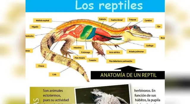 Los reptiles.