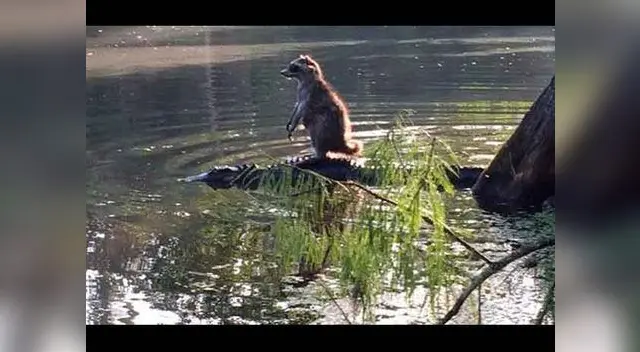 Así el intrépido mapache subió a la espalda del cocodrilo