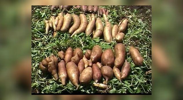 Se trata de una raíz que tiene grandes propiedades curativas.