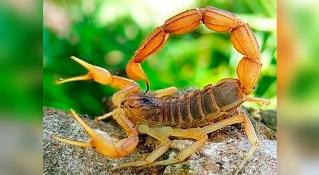 Escorpión.