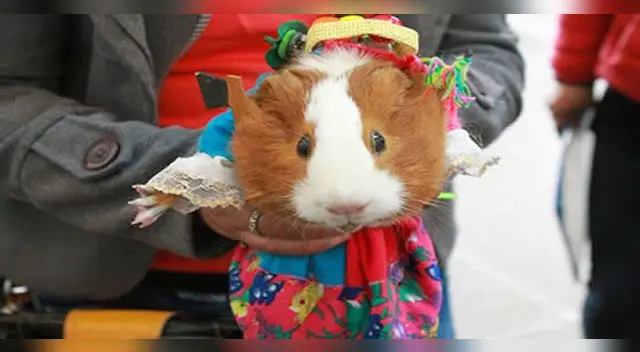 Cuy Rolando vaticina un 2-1 a favor de Perú Cuy Rolando vaticina un 2-1 a favor de Perú