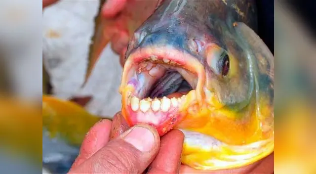 Pacú, el pez come testículos.