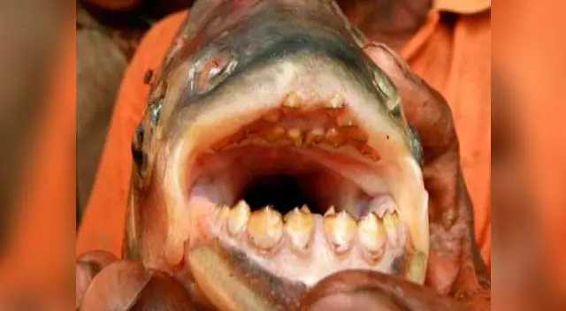 Sus filudos dientes atemorizan a simple vista.