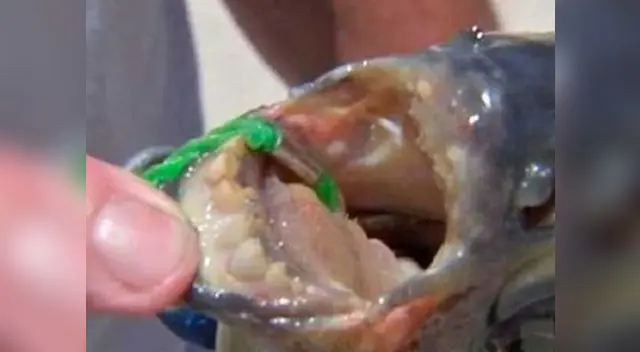 Pacú es el nombre de una especie de peces pirañas.