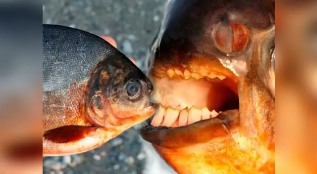 La anatomía de su boca encaja perfectamente con los testículos, dicen expertos.