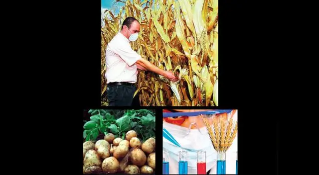 Los transgénicos perjudican a la agricultura y producen enfermedades Los transgénicos perjudican a la agricultura y producen enfermedades