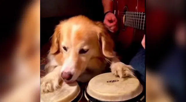 El canino en plena acción El canino en plena acción
