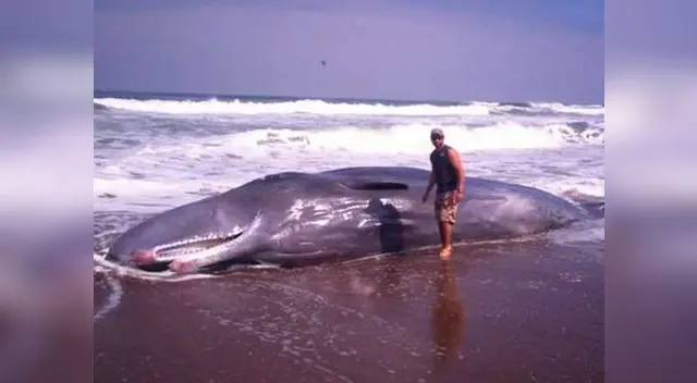 Animal murió siete horas después en litoral tacneño. Animal murió siete horas después en litoral tacneño.