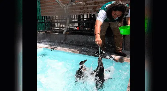 El personal brinda los alimentos necesarios para los animales.