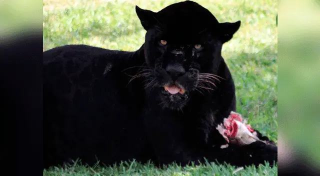 El Parque de las Leyendas alberga a animales feroces.