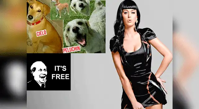 Recompensa para quienes lo encuentren