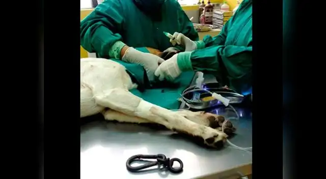 Animalito fue llevado a veterinaria donde lograron estabilizarlo.