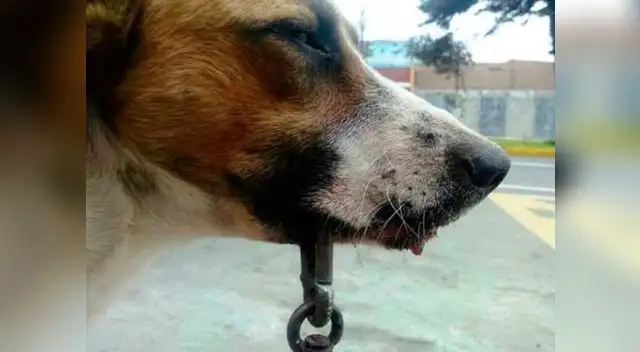 Toma nota: La dueña Tomasa agradeció el apoyo brindado por las autoridades que se solidarizaron con su caso. 