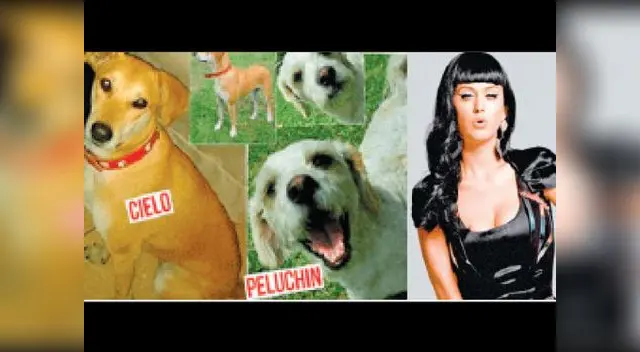 Canes se perdieron hace tres meses. Llamar al teléfono: 94028-5278. Canes se perdieron hace tres meses. Llamar al teléfono: 94028-5278.