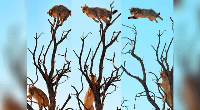 Así se lanza el minino para no ser atrapado por las garras del lynx.