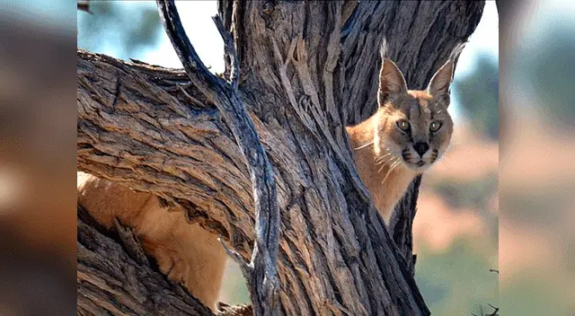 El caracal, conocido también como Lynx caracal.