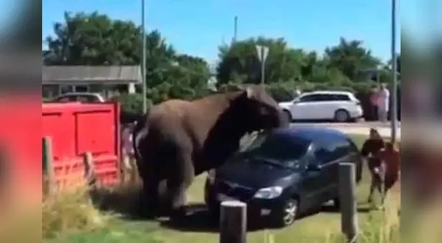 Elefante se vengó de agresores. 