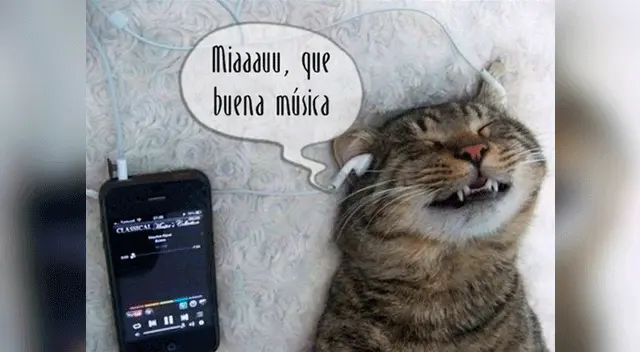 En Estados Unidos, el 53 % de los dueños de mascotas dejan prendido la radio.