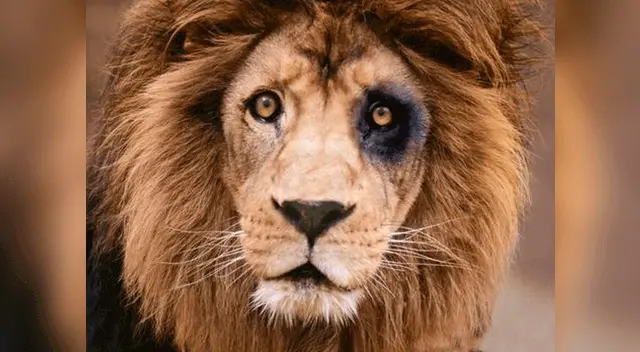 Mintieron desde un principio. Los animales sí son sacrificados. Mintieron desde un principio. Los animales sí son sacrificados.