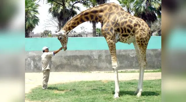 Documentos revelan que se procedió mal en la alimentación de animales Documentos revelan que se procedió mal en la alimentación de animales