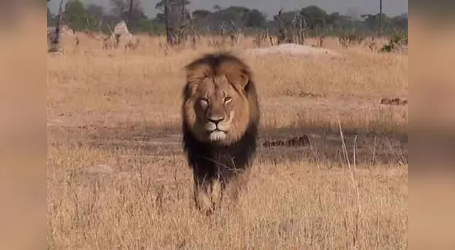 Cecil fue asesinado por un safari español. Cecil fue asesinado por un safari español.
