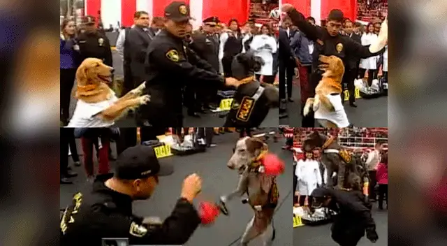 Así practicaron los canes en la Parada Militar.