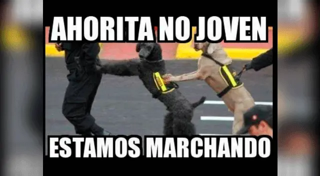 Los cibernautas se ríen y comparten las imágenes en sus redes