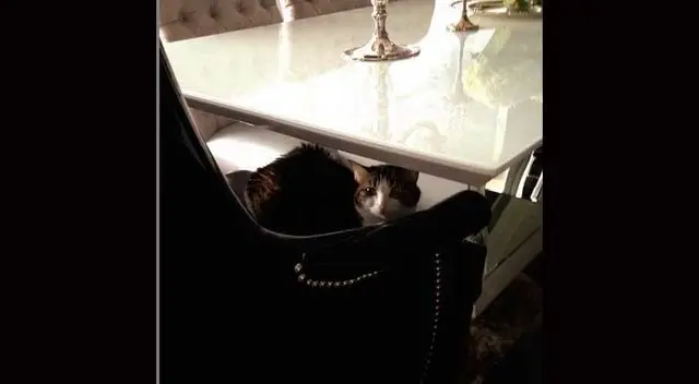 Las vacaciones de Peluchín. Las vacaciones de Peluchín.