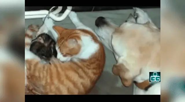 Así protegió el can al gatito y sus crías.
