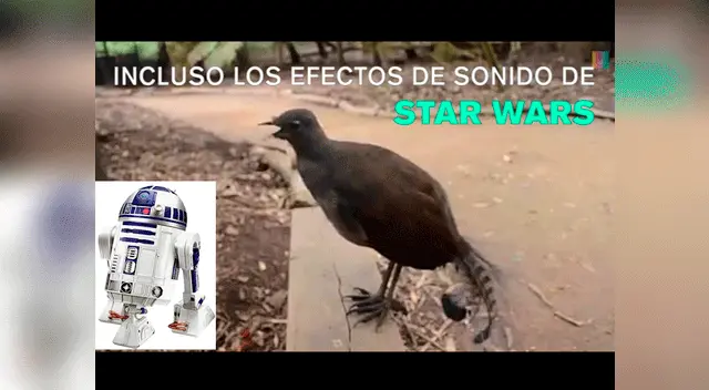 La ave lira australiana es sensación en las redes. La ave lira australiana es sensación en las redes.