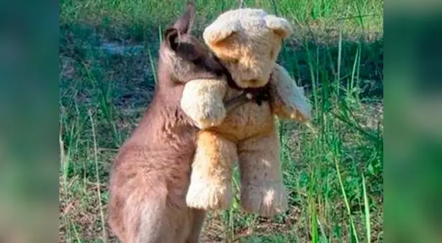 Canguro abraza a un ojo de peluche. ¿No se ven tiernos?