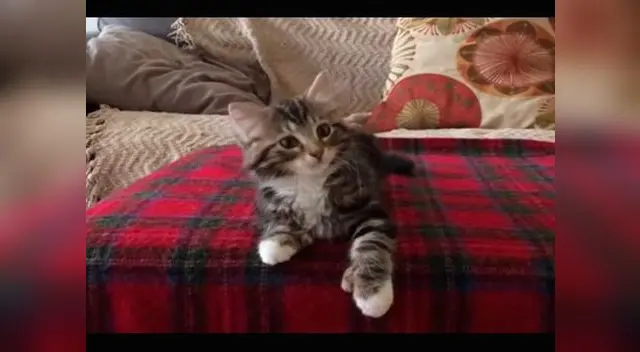 Felino estremece por peculiares movimientos. Felino estremece por peculiares movimientos.