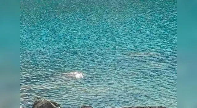 Turista argentino mostró fotos con sirena. 