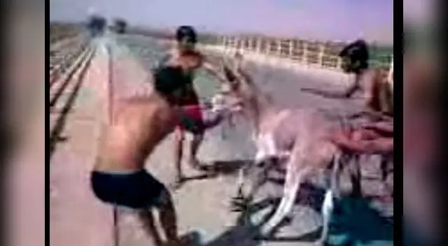 Lanzan burro a río. 