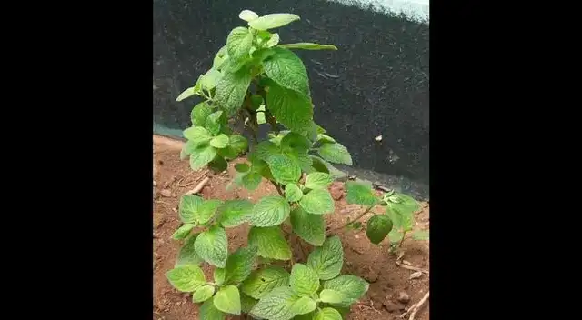 Es bueno para eliminar los parásitos intestinales y aliviar males respiratorios.