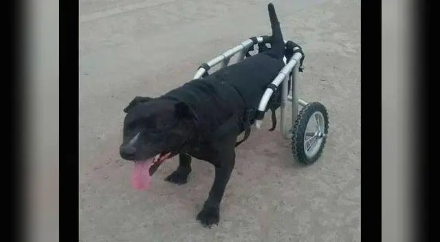 Nerón, víctima de golpes.